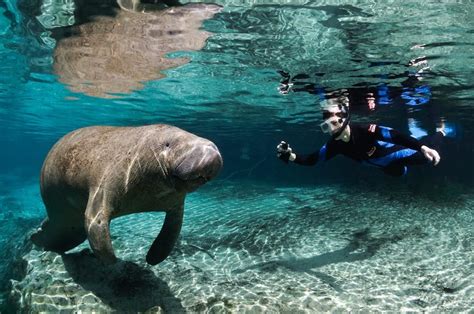 Three Sisters Springs, Crystal River, FL Home of the Manatee :) | Natureza