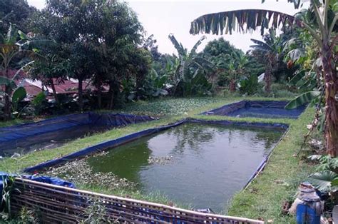 Budidaya Ikan Lele di Kolam Terpal | Kampus_peternakan