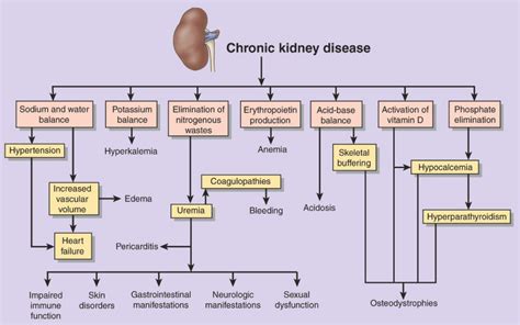 pathophysiology of renal disease image | Chapter 26: Acute Renal ...