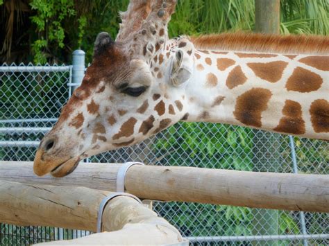 Giraffe Feeding Experience - Hybrid Giraffe - ZooChat