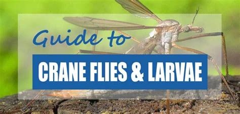 Guide to Crane Flies & Crane Fly Larvae (Tipulidae) - Pond Informer