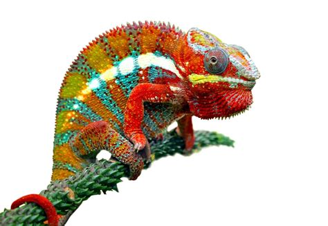 10 Facts About Chameleons