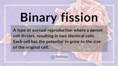 Binary fission Definition and Examples - Biology Online Dictionary