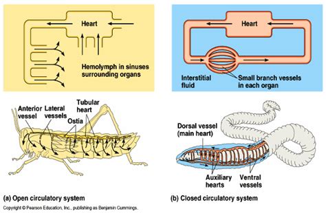 Difference between Open and Closed circulatory system - MD