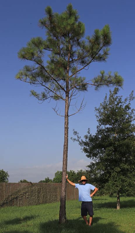 Slash Pine - Southern Native Trees