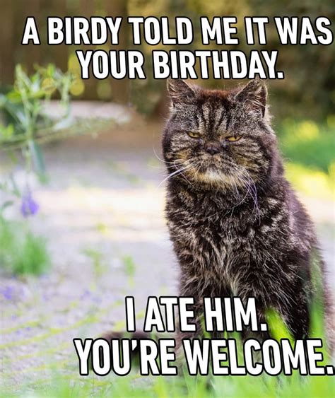 Download Funny Birthday Cat Meme Picture | Wallpapers.com