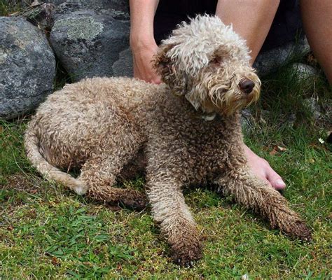 The Walks Guide to Italian Truffles | Blog | Walks of Italy