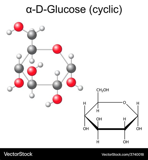 Structural chemical formula and model glucose Vector Image