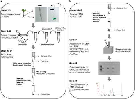 Frontiers | All in One High Quality Genomic DNA and Total RNA ...