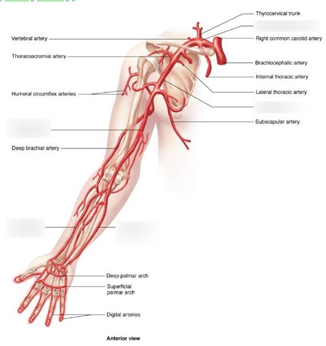 review labtest2 - arteries arm Diagram | Quizlet