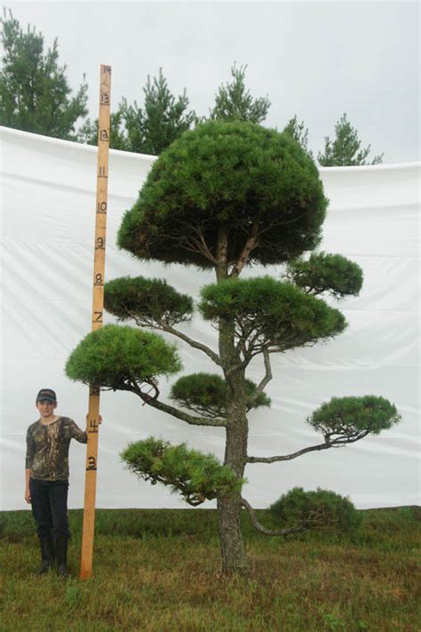 » Scotch Pine Topiary Tree #129 | Plants Beautiful Nursery