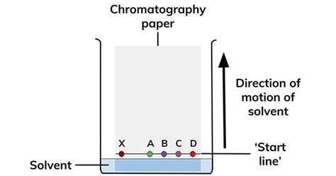 Paper Chromatography- Definition, Types, Principle, Steps, Uses