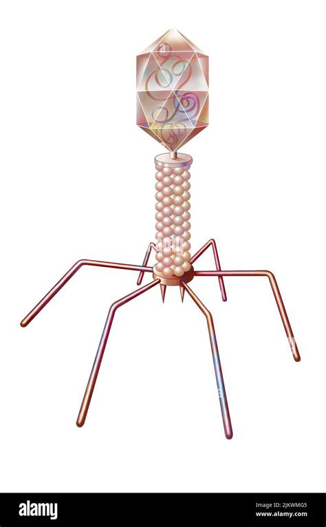 Bacteriophage Structure Labeled