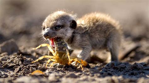 8 Fascinating Baby Animal Survival Techniques - Extras - Life Story