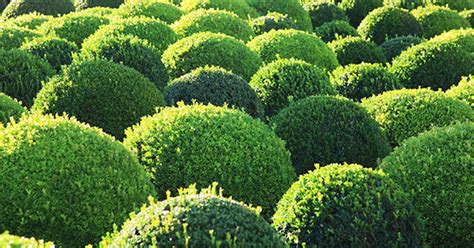 The 8 Best Round Shrubs to Plant - PureWow