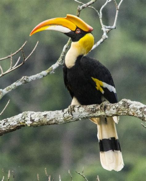 Great Hornbill in Zhemgang | Great hornbill, Pet birds, Hornbill bird