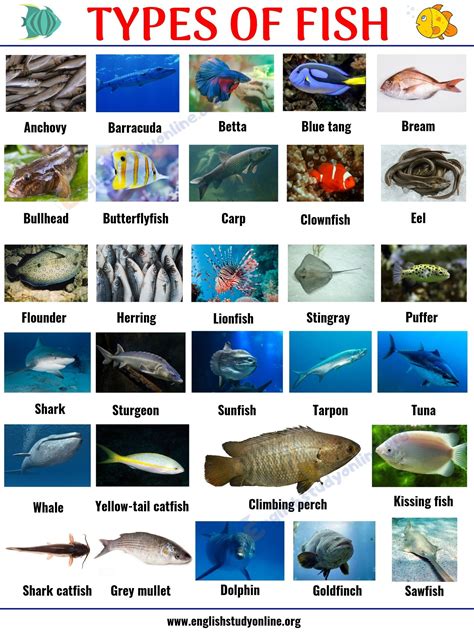 Different Types Of Fishes With Names