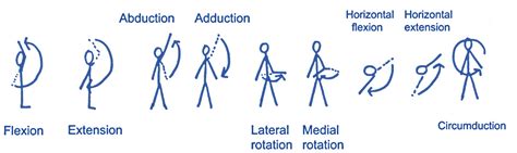 Level 3 (70) Exercise and Fitness Knowledge: The shoulder joint - Amac ...