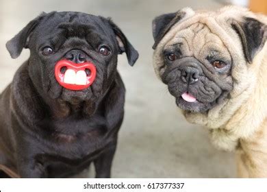 Pugs Wizard Halloween Costume Stock Photo 332830097 | Shutterstock