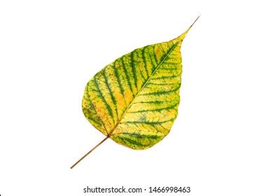 Bodhi Leaf Isolated On White Background Stock Photo (Edit Now) 1466998463