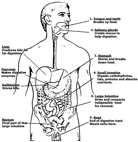 Human Digestive System Coloring Pages - Learny Kids