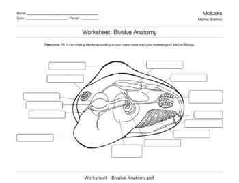 Mollusks Anatomy - Anatomy Reading Source