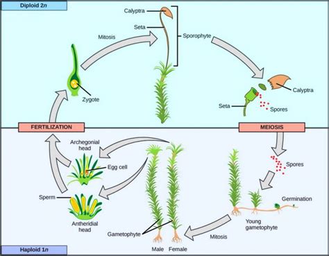 Plant Ancestry: Where Are the Lines of Descent? – Part 2 – CEH