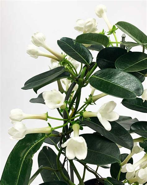 Stephanotis floribunda - The Sia Garden