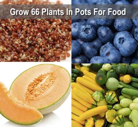 Growing Your Food In Pots: 66 Plants That Grow In Containers ...