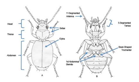 196-Beneficial Insect Series 2: Carabidae (Ground Beetles) on Maine ...