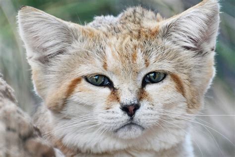 8 Desert Animals You Should Know About, from the Sand Cat to Kangaroo ...