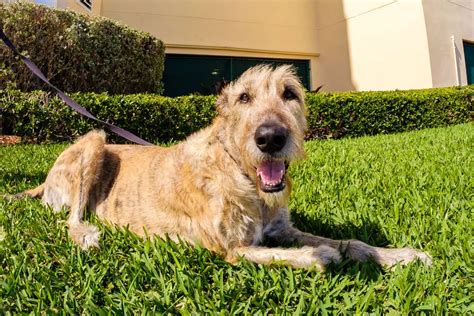 15 Fascinating and Popular Irish Wolfhound Mix Breeds