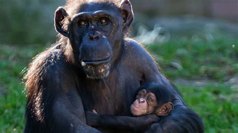 Baby chimpanzee born at Taronga Zoo | Sky News Australia