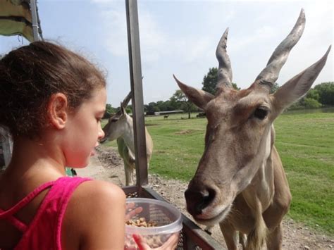 Beyond the Beltway: Bayou Wildlife Zoo in Alvin, Texas