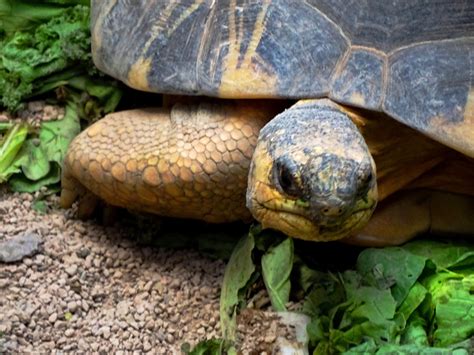 Adwaita Tortoise Carbon Dating – Telegraph