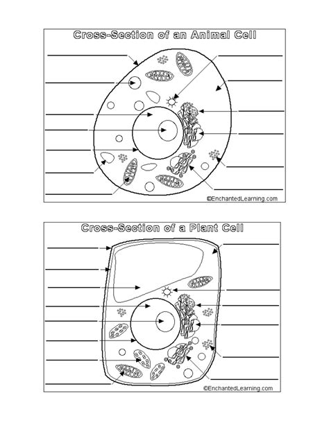 Plant And Animal Cell Comparison Worksheet