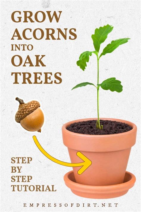 How to Grow an Oak Tree From an Acorn (Step By Step) | White oak tree ...