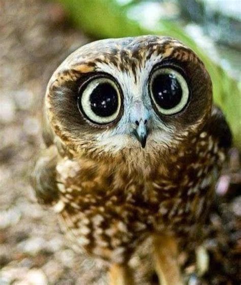 surprised owl | Owl, Cute animals, Animals wild