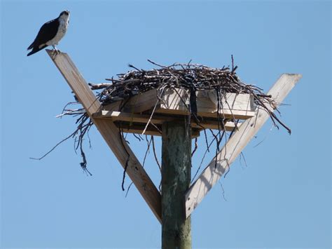 Osprey Makes Comeback - Long Island Sound Study