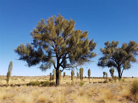 Sandra Pearce: Ode to the Desert Oak