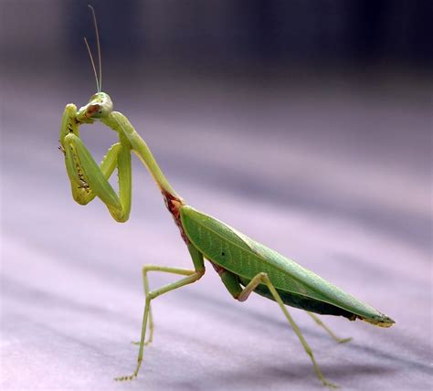 File:Praying mantis india.jpg - Wikipedia