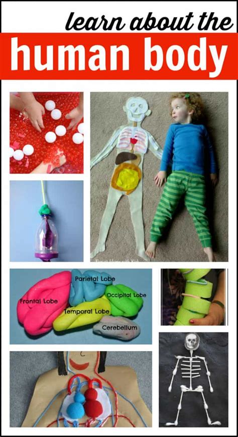 Human Body Activities for Kids - I Can Teach My Child!