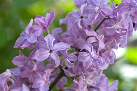 Lilac Bush Photos - Lilac Bush Image | Digilockere Wallpaper