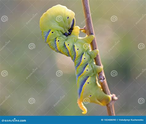 Caterpillar Butterfly Privet Hawk Moth Stock Photo - Image of ...