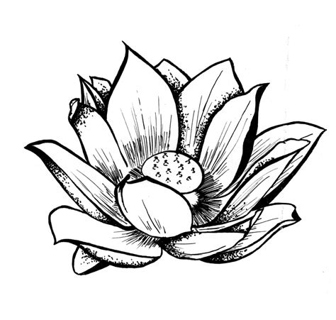 Lotus Plant Drawing | Free download on ClipArtMag