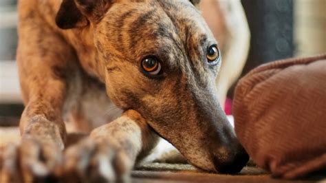 Ultimate Guide to Adopting a Retired Racing Greyhound and Providing a ...