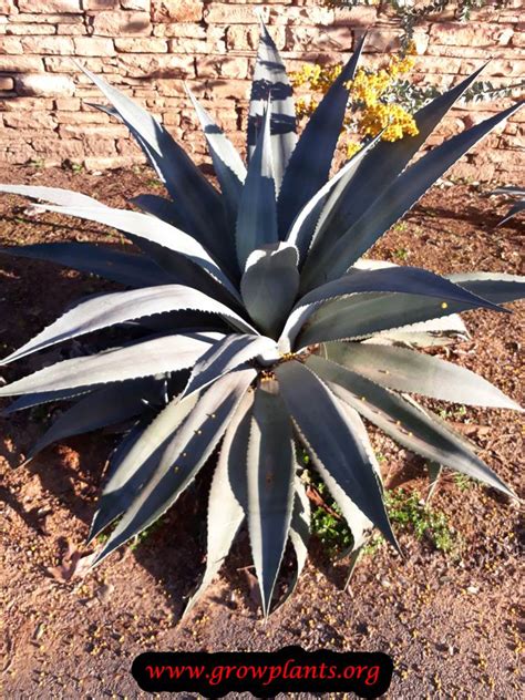 Agave americana - How to grow & care