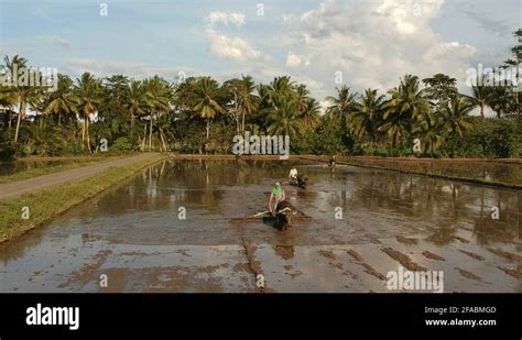 Carabao plowing rice field Stock Videos & Footage - HD and 4K Video ...