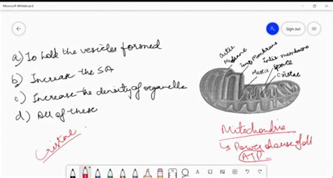 SOLVED: What is the main function of cristae? (a) To hold the vesicles ...