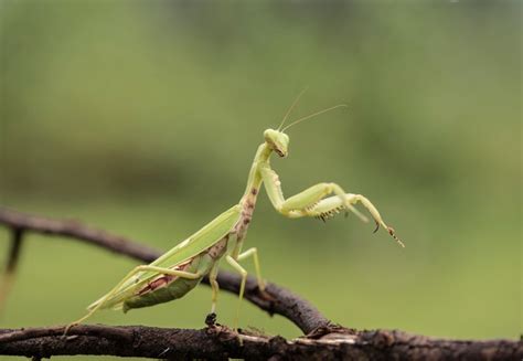 Exploring the Natural Habitat of the Praying Mantis: A Fascinating Guide